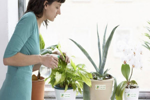 Cách chăm sóc cây cảnh văn phòng đẹp và sống lâu trong nhà Cách chăm sóc cây cảnh văn phòng đẹp và sống lâu trong nhà