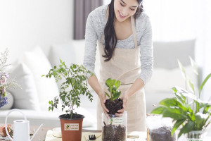 Cách trồng và chăm sóc cây cảnh để bàn đẹp đúng kỹ thuật và sống lâu Cách trồng và chăm sóc cây cảnh để bàn đẹp đúng kỹ thuật và sống lâu