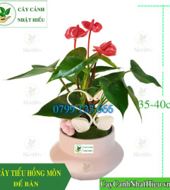 Cây Tiểu Hồng Môn Để Bàn May Mắn Cho Người Mệnh Hỏa Cây Tiểu Hồng Môn Để Bàn May Mắn Cho Người Mệnh Hỏa