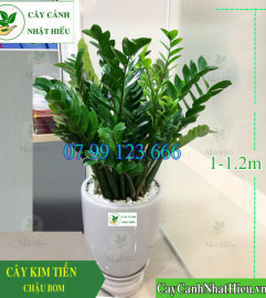 Cây Kim Tiền To Đại Cao 1.1-1.3M GIÁ RẺ NHẤT HÀ NỘI. Cây Kim Tiền To Đại Cao 1.1-1.3M GIÁ RẺ NHẤT HÀ NỘI.