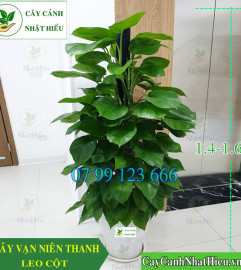 Cây Vạn Niên Thanh Điều Hòa Và Thanh Lọc Không Khí Cây Vạn Niên Thanh Điều Hòa Và Thanh Lọc Không Khí