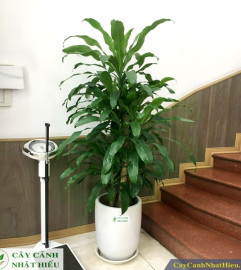 Cây Thiết Mộc Lan ghép đẹp – Phong thủy, May mắn, Giá rẻ nhất Hà Nội✅ Cây Thiết Mộc Lan ghép đẹp – Phong thủy, May mắn, Giá rẻ nhất Hà Nội✅