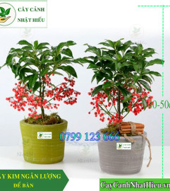 Cây Kim Ngân Lượng Để Bàn Cao 40-50Cm GIÁ RẺ NHẤT HN Cây Kim Ngân Lượng Để Bàn Cao 40-50Cm GIÁ RẺ NHẤT HN