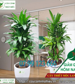 Cây thiết mộc lan hợp mệnh nào? tuổi gì? Những ai nên mua cây này Cây thiết mộc lan hợp mệnh nào? tuổi gì? Những ai nên mua cây này