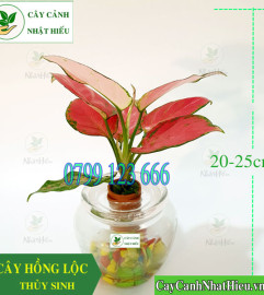 Cây hồng lộc thủy sinh để bàn đẹp giá rẻ tại Hà Nội Cây hồng lộc thủy sinh để bàn đẹp giá rẻ tại Hà Nội