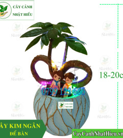 Cây kim ngân để bàn có gắn bóng đèn nháy xì tin tại Hà Nội Cây kim ngân để bàn có gắn bóng đèn nháy xì tin tại Hà Nội