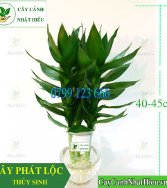 Cây Phát Lộc Thủy Sinh Để Bàn Giá Rẻ Tại Hà Nội Cây Phát Lộc Thủy Sinh Để Bàn Giá Rẻ Tại Hà Nội