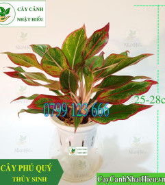 Cây phú quý thủy sinh để bàn làm việc nhỏ xinh xắn. Cây phú quý thủy sinh để bàn làm việc nhỏ xinh xắn.