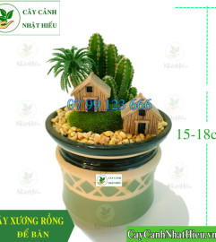 Cây Xương Rồng Để Bàn Nhỏ Xinh, Phong Thủy Tại Hà Nội Cây Xương Rồng Để Bàn Nhỏ Xinh, Phong Thủy Tại Hà Nội